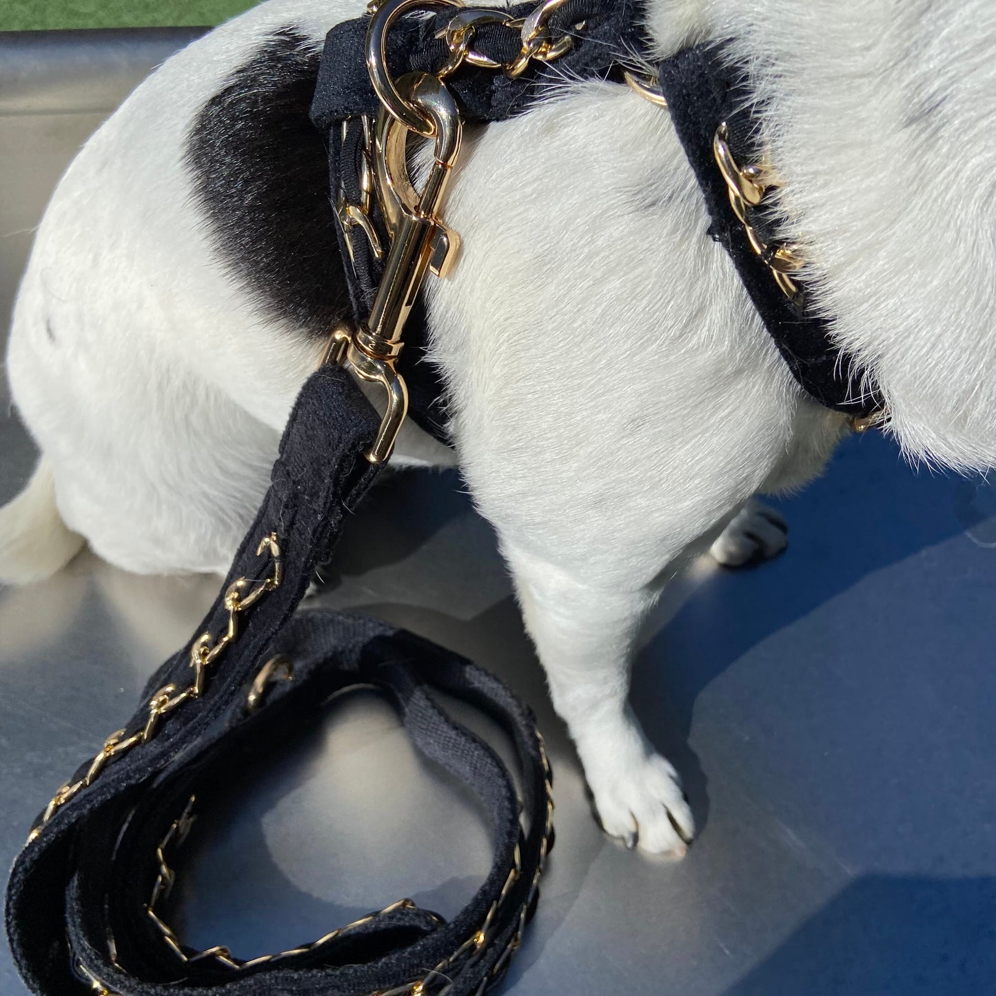 Gold Embellished Dog Collar, Adjustable Harness & Leash Set, Unisex Dog Collar 4Ft Leash, Puppy Dog Collar, Sky Blue Velvet, Dog Accessories