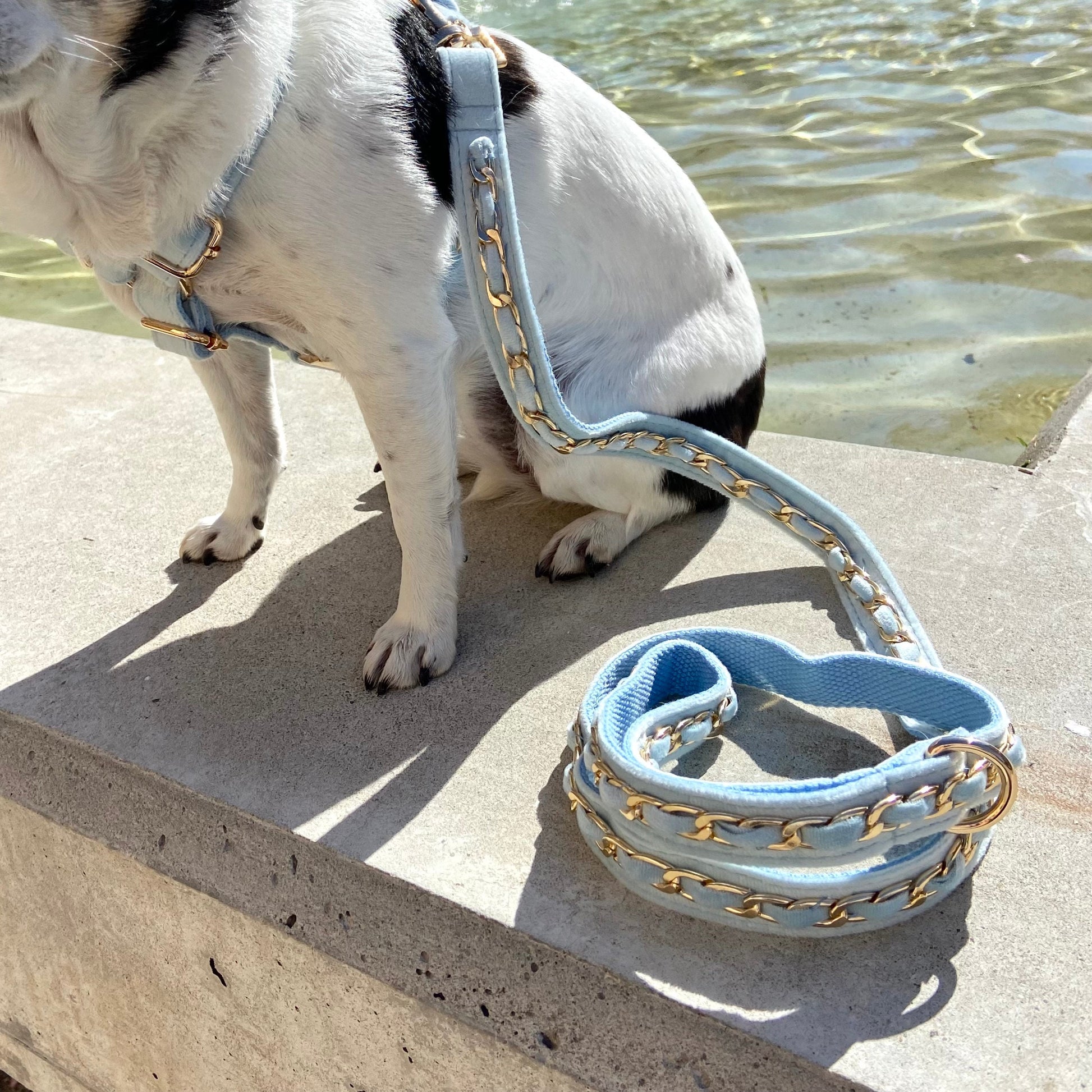 Gold Embellished Dog Collar, Adjustable Harness & Leash Set, Unisex Dog Collar 4Ft Leash, Puppy Dog Collar, Sky Blue Velvet, Dog Accessories