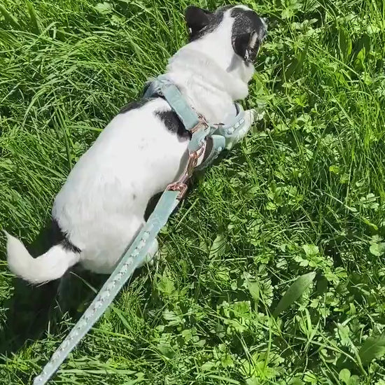 Gold Embellished Dog Collar, Adjustable Harness & Leash Set, Unisex Dog Collar 4Ft Leash, Puppy Dog Collar, Sky Blue Velvet, Dog Accessories