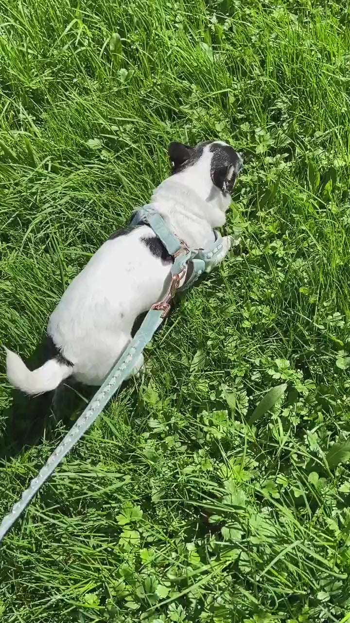 Gold Embellished Dog Collar, Adjustable Harness & Leash Set, Unisex Dog Collar 4Ft Leash, Puppy Dog Collar, Sky Blue Velvet, Dog Accessories